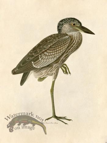 Yellow Crowned Heron, Young - Tribute Bd 44